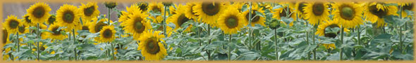 Bed and Breakfast and Apartment rental in Tuscany, Chianti, near Florence and Siena